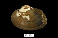 藏品(蚌)的圖片